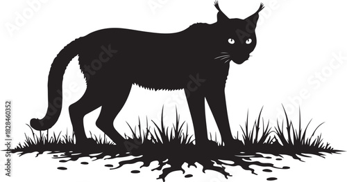 Black silhouette of a lynx standing in grass bobcat