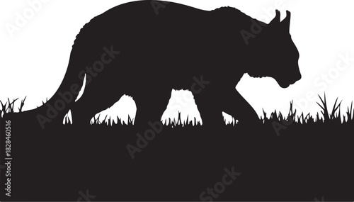 Black silhouette of a lynx walking through grass bobcat