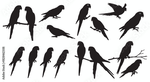 Captivating concept Diverse tropical parrot and parakeet bird silhouettes, an artistic vector collection showcasing various dynamic poses, including flight, perching, and standing for versatile wildli
