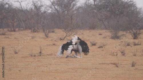 Courtship display performed by male Ostrich to attract a female at Etosha National Park in Namibia