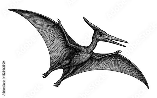 Detailed vintage pterosaur engraving with outstretched wings