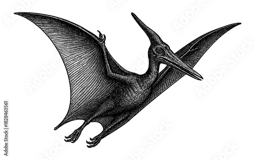 Detailed engraving of a flying pterosaur with outstretched wings