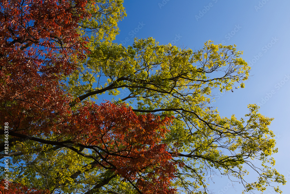 Fototapeta premium 日本の紅葉と秋の青空