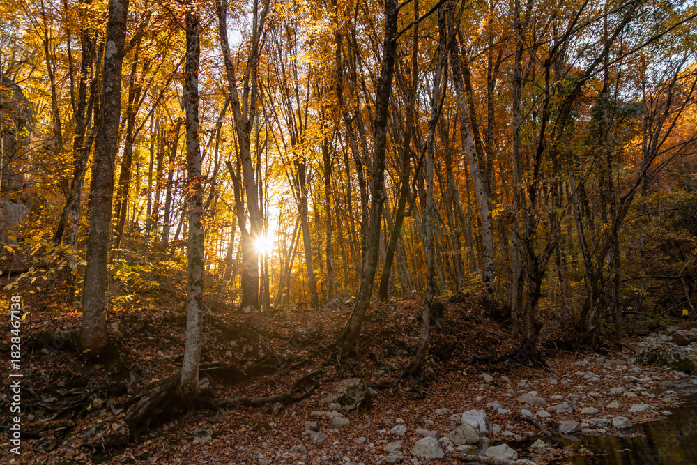 Fototapeta premium Autumn forest sunlight, golden leaves on trees with sun rays piercing through, tranquil nature scene