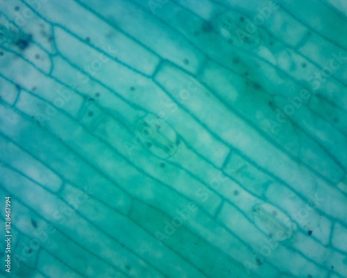 Microscopic observation of wheat lower epidermal sections