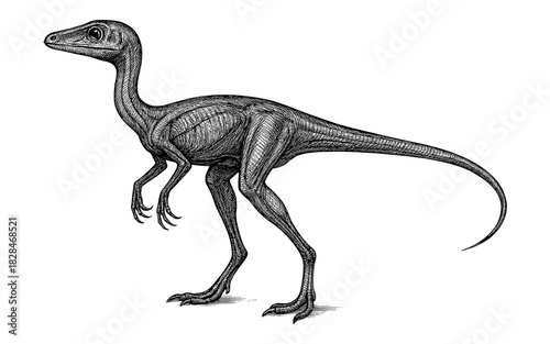 Hand drawn detailed dinosaur sketch: elegant prehistoric reptile in black ink