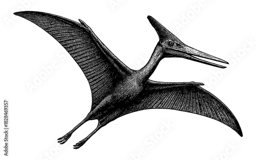 Detailed engraved pterosaur flying prehistoric creature with spread wings in monochrome