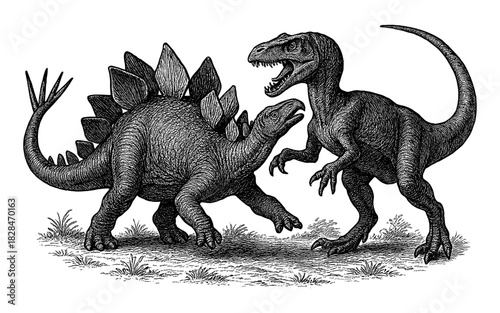 Dynamic black and white engraving of stegosaurus and velociraptor in dinosaur battle scene