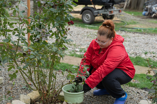 Fotografija Woman transplanting rose from pot into an outdoor garden bed during autumn, hold