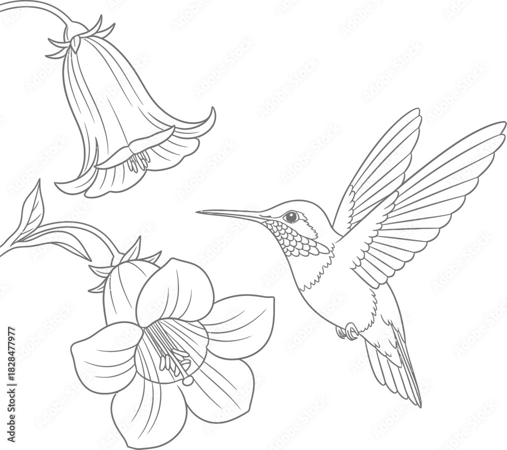 Fototapeta premium Black and white flying seagull vector illustration graphic design art eps silhouette