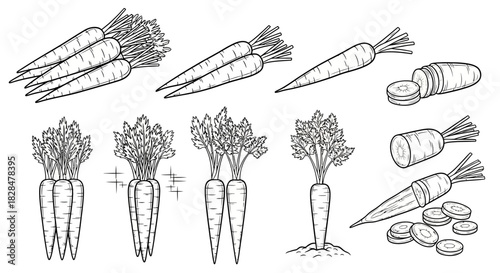 Collection of carrot vector line art icons. A set of simple black outline drawings of fresh vegetables, whole and sliced for design elements