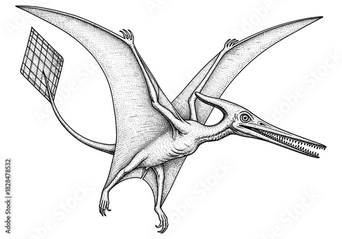 Detailed black and white engraving of a pterodactyl in flight