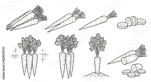Artistic line drawing collection of organic carrots. Set includes harvested bunches, single roots, and chopped slices for culinary or nutritional graphics