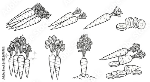 Versatile set of hand-drawn carrot illustrations in black and white line art, showing whole, sliced, and bunched root vegetables