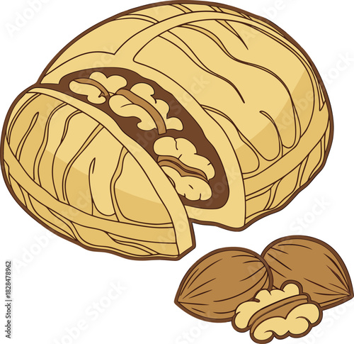 Cracked walnut with whole walnuts illustration