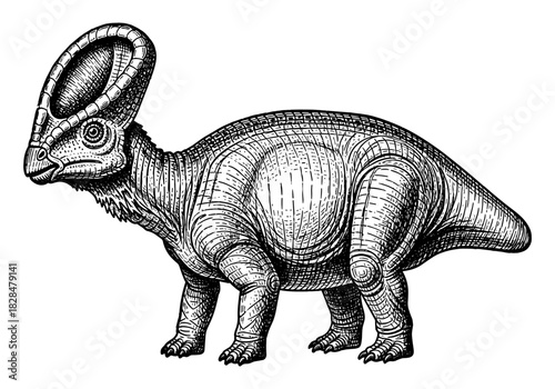 Detailed black and white drawing of pachycephalosaurus dinosaur
