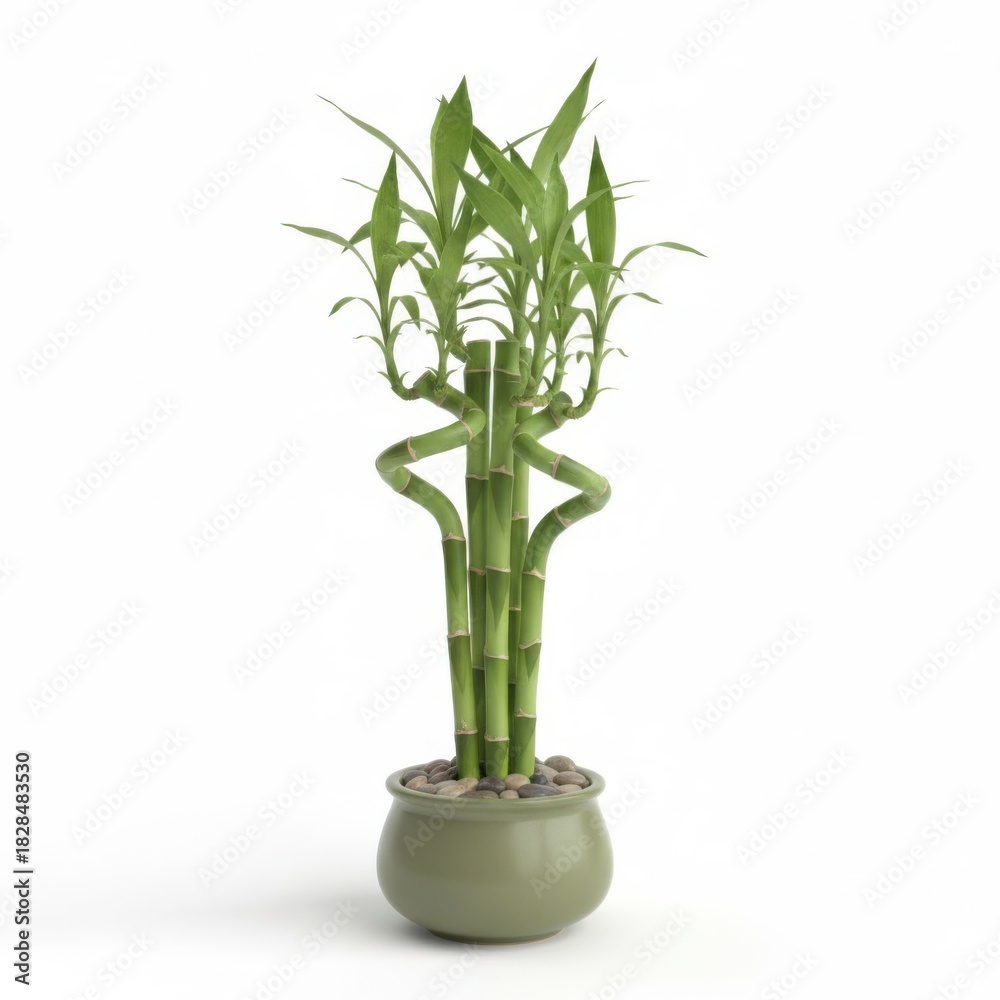 Obraz premium Potted lucky bamboo houseplant in a vase for home decoration, isolated on white background