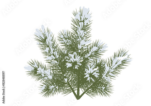 Snowcovered green pine branch illustration detailed needles winter frost festive holiday season element.
