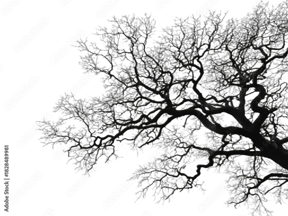 Fototapeta premium Intricate dark tree silhouette with many small branches against a pure black background