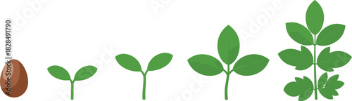 The full lifecycle of plant seed germination and early seedling growth, showing stages from initial sprout and cotyledon development to formation of true leaves, essential botany