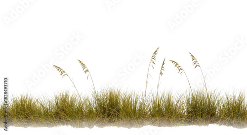 Fototapeta Naklejka Na Ścianę i Meble -  Tall green and yellow grass with dark leaves isolated on transparent background