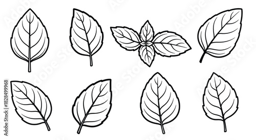 Collection of hand drawn outline botanical leaves and herbs