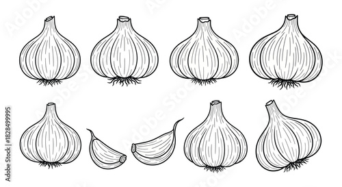 Hand drawn sketch of garlic bulbs and cloves on white background