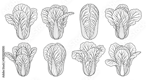 Collection of eight hand drawn line art illustrations of leafy green vegetables