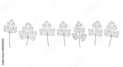 Row of delicate hand drawn botanical illustrations of leaves
