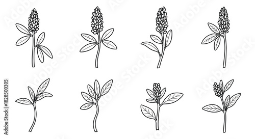 Set of hand drawn botanical illustrations of flowering plants in black and white