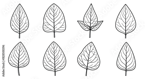 Collection of eight stylized hand drawn leaf illustrations in black and white