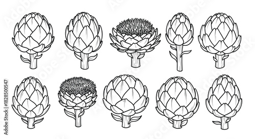 Artichoke illustrations in a clean line drawing style on a white background