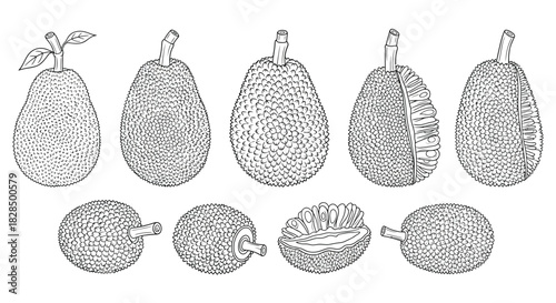Collection of hand drawn botanical illustrations of fruits and nuts