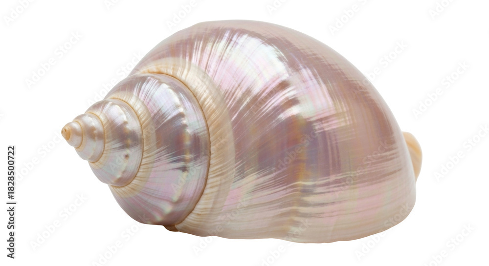 Naklejka premium Isolated iridescent shell, close-up marine object, ocean souvenir, pink-tinted conch