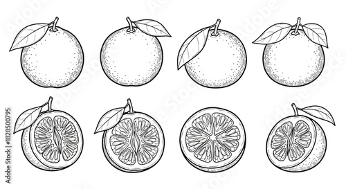 Collection of hand drawn citrus fruits whole and sliced isolated on white