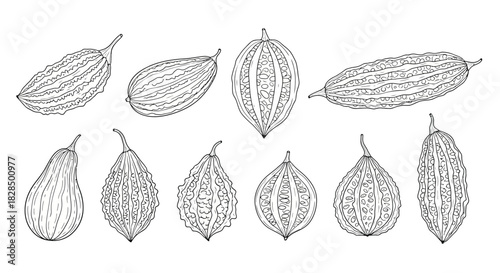 Collection of hand drawn bitter melon and other gourd vegetables in black and white sketch style