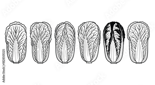 Line drawing illustration of six cut napa cabbage halves on white background