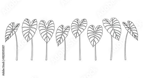 Stylized illustration of multiple elephant ear plant leaves on stems