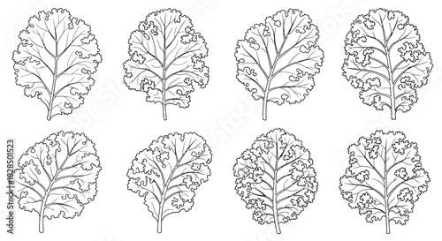 Collection of eight stylized line drawings of kale leaves