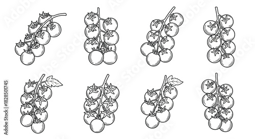 Collection of hand drawn cherry tomato bunches in sketch style