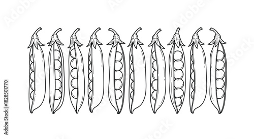 Hand drawn illustration of fresh pea pods in a row on white background