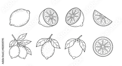 Hand drawn sketch collection of lemons and lemon slices