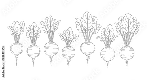 Hand drawn illustration of fresh root vegetables with leafy green tops
