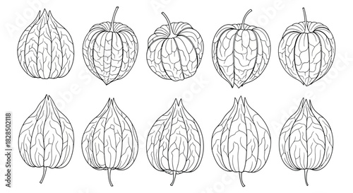 Hand drawn botanical illustration of various seed pods and leaves
