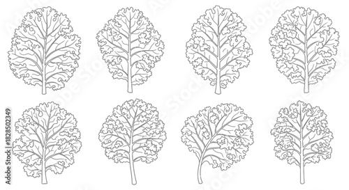 Collection of eight detailed botanical line drawings of oak leaves
