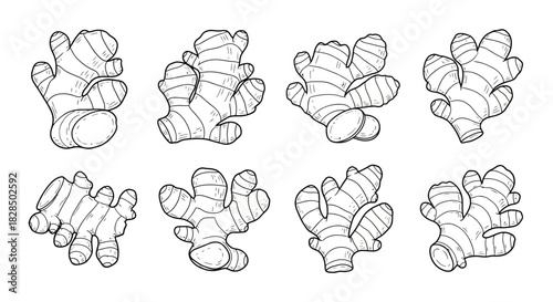 Collection of hand drawn ginger root illustrations in black and white