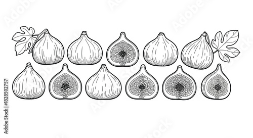 Hand drawn illustration of fresh figs and fig halves arranged in rows