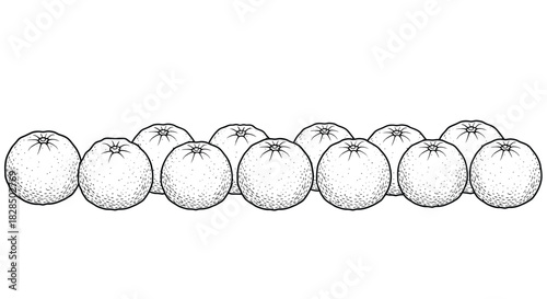 Line of hand drawn kiwi fruit illustrations on a white background