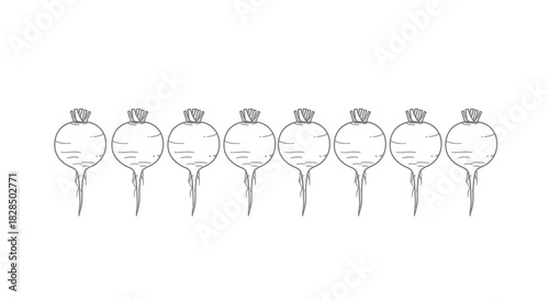 Row of radishes hand drawn sketch illustration