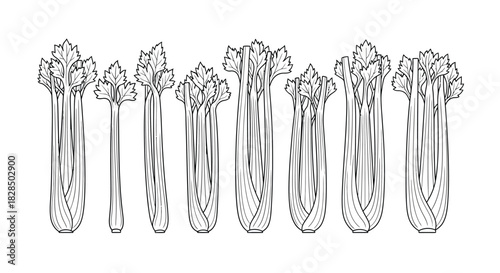 Hand drawn sketch of fresh asparagus stalks in a row